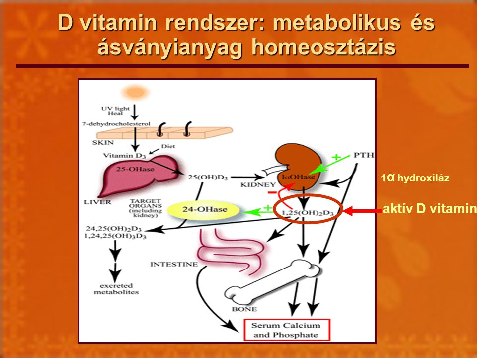 D vitamin rendszer: metabolikus és ásványianyag homeosztázis