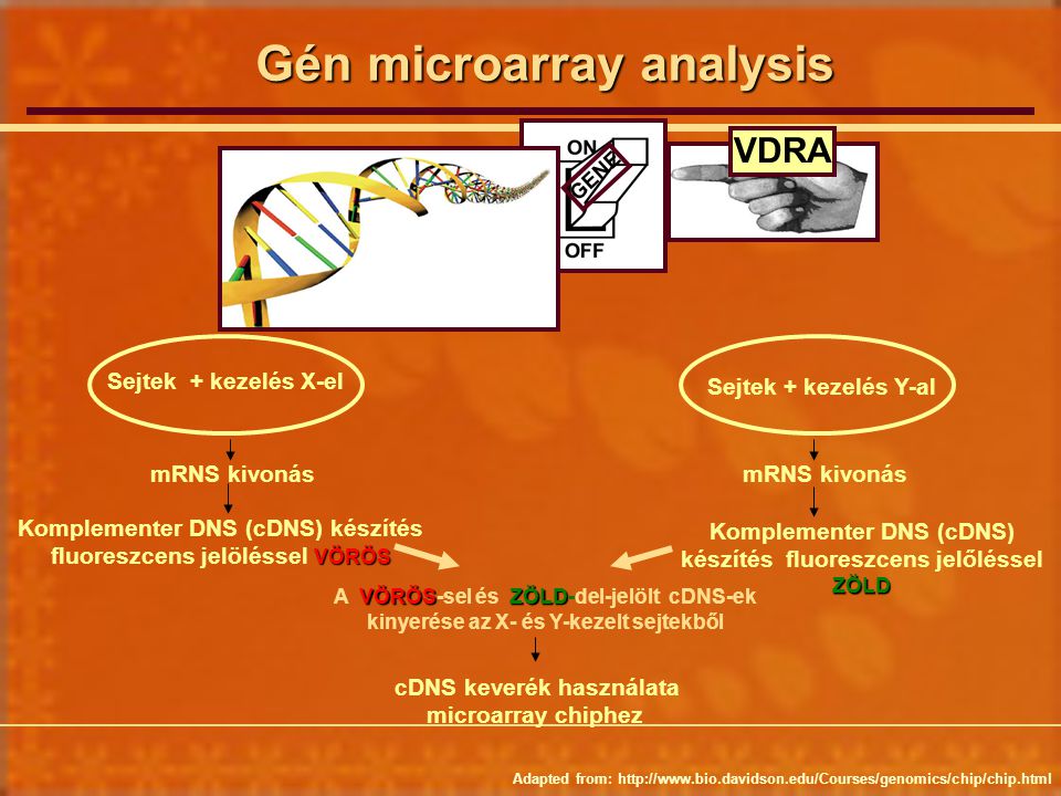 Gén microarray analysis
