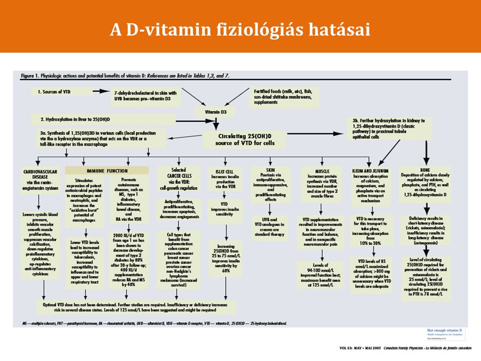 A D-vitamin fiziológiás hatásai