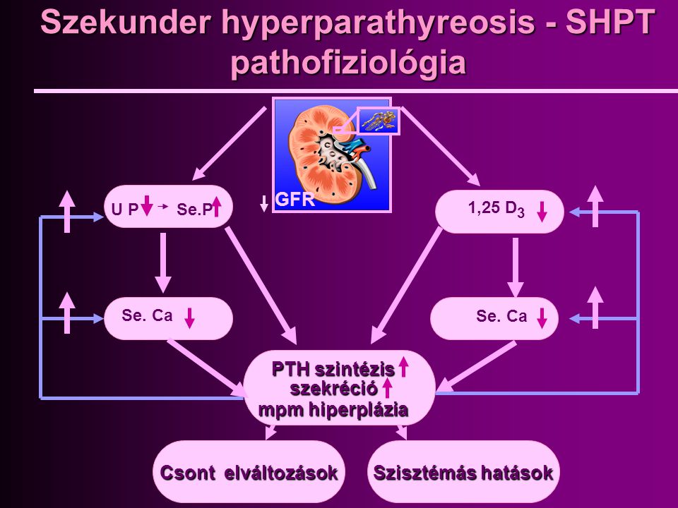 Szekunder hyperparathyreosis - SHPT pathofiziológia
