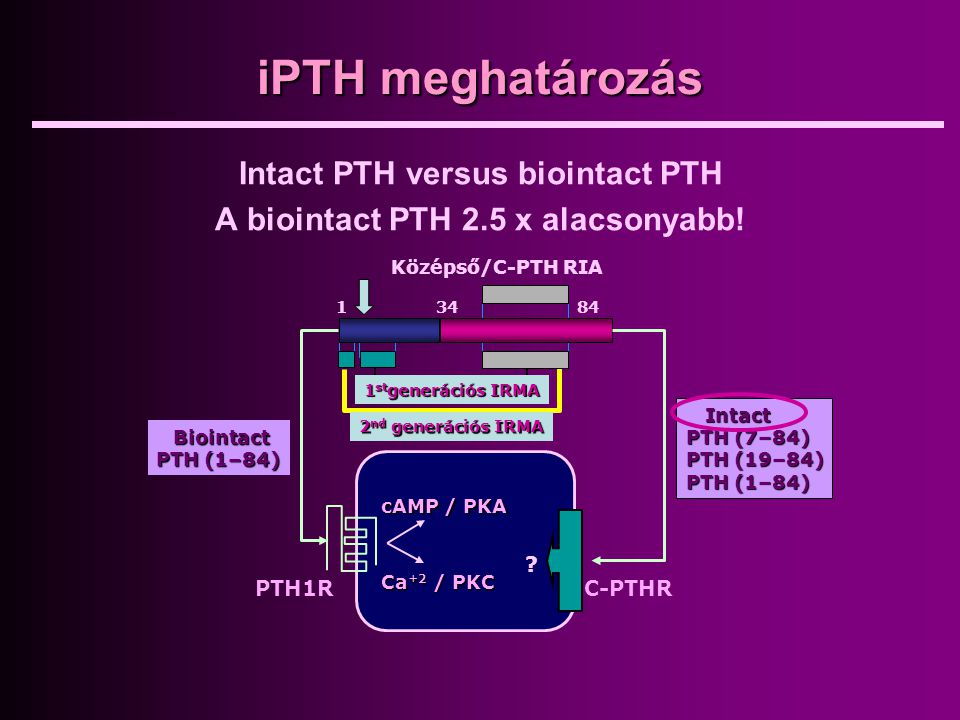 Intact PTH versus biointact PTH A biointact PTH 2.5 x alacsonyabb!