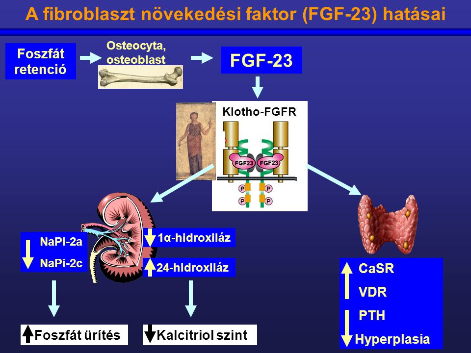 A fibroblaszt növekedési faktor (FGF-23) hatásai