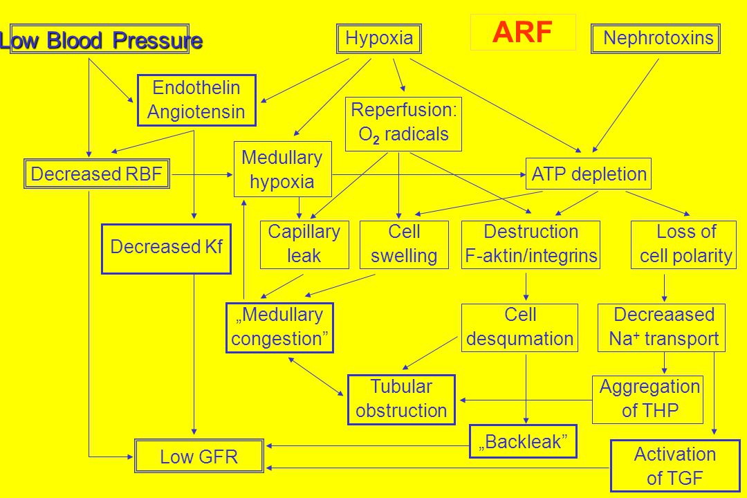 ARF Low Blood Pressure Hypoxia Nephrotoxins Endothelin Angiotensin