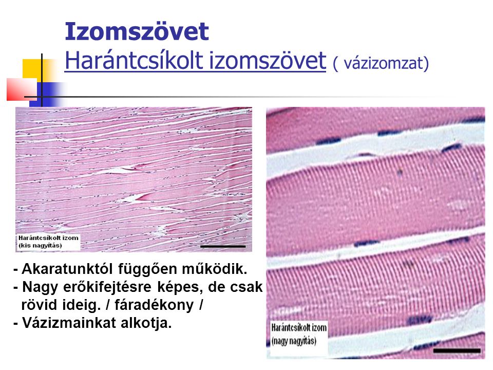 Izomszövet Harántcsíkolt izomszövet ( vázizomzat)