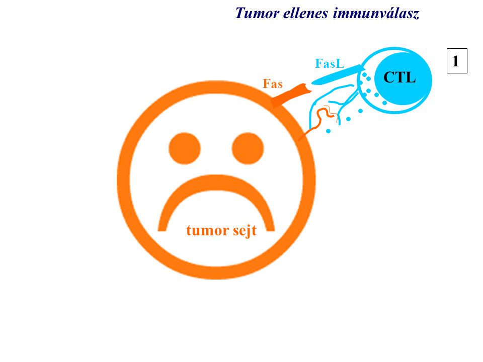 Tumor ellenes immunválasz