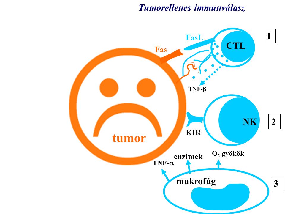 tumor tumor Tumorellenes immunválasz 1 CTL NK 2 makrofág 3 3 FasL Fas