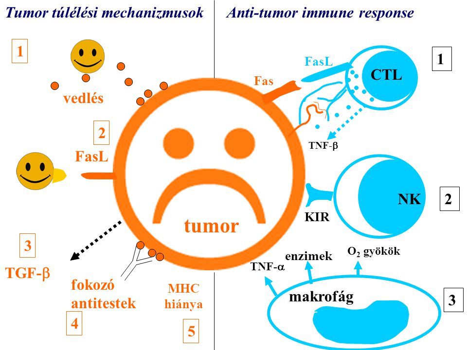 tumor tumor Tumor túlélési mechanizmusok Anti-tumor immune response 1