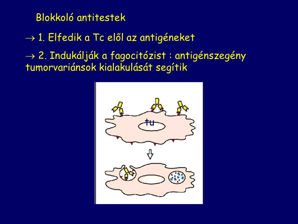 Blokkoló antitestek 1. Elfedik a Tc elől az antigéneket. 2. Indukálják a fagocitózist : antigénszegény tumorvariánsok kialakulását segítik.