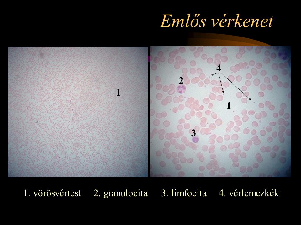 Emlős vérkenet vörösvértest 2. granulocita 3. limfocita