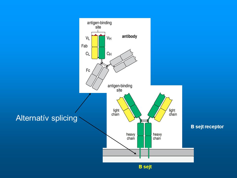 Alternatív splicing B sejt receptor B sejt