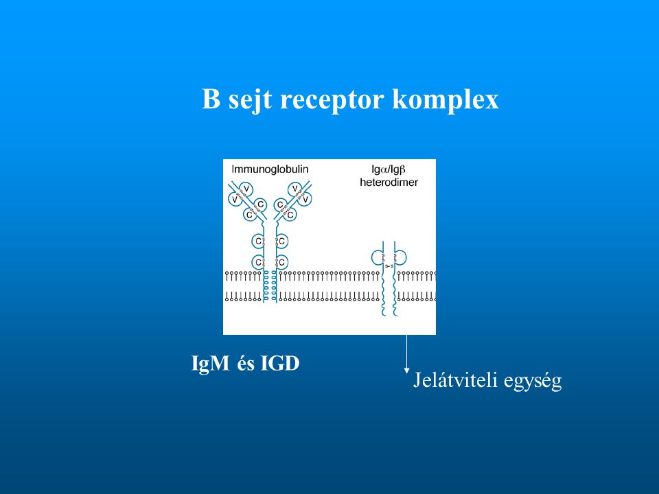 B sejt receptor komplex