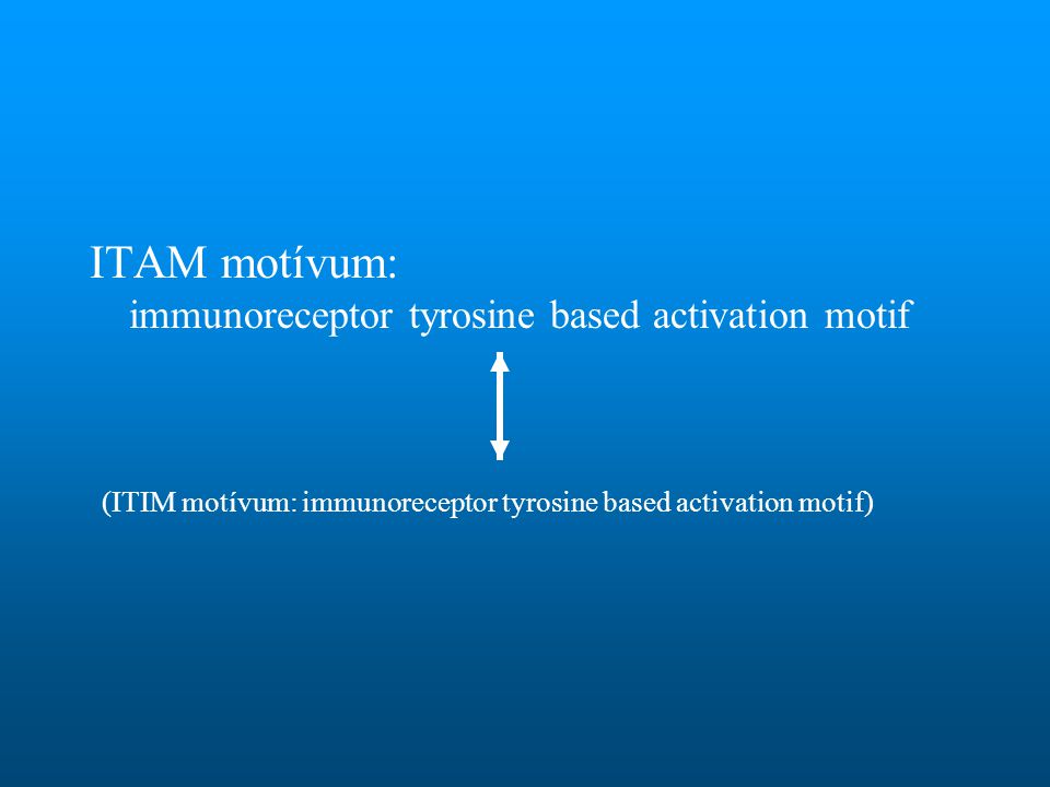 ITAM motívum: immunoreceptor tyrosine based activation motif