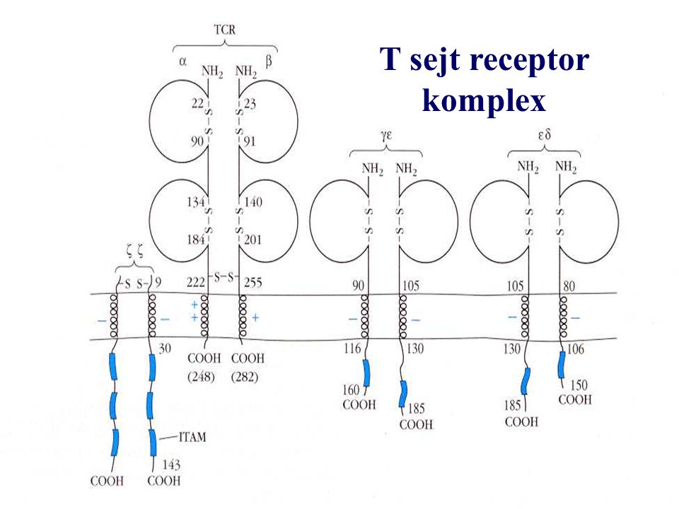 T sejt receptor komplex