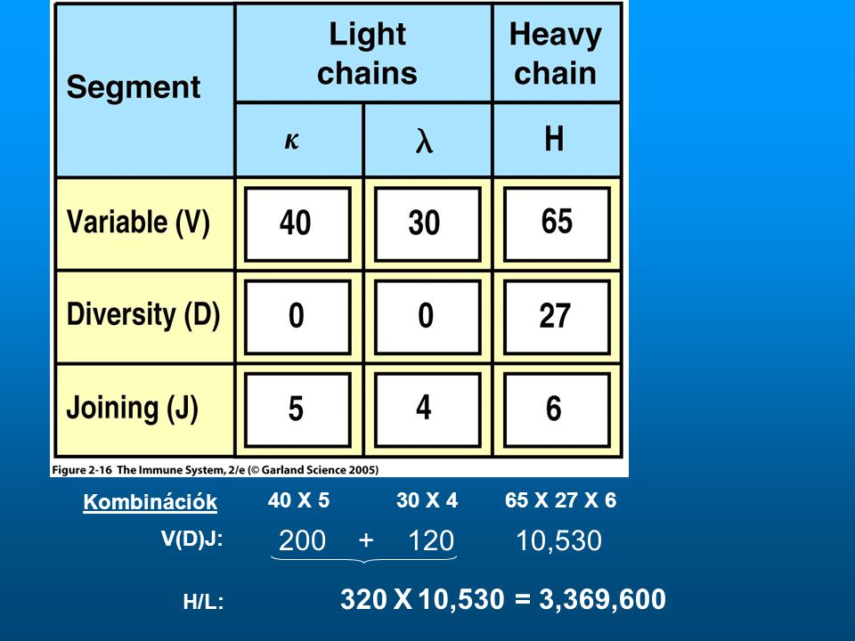 Kombinációk 40 X 5 30 X 4 65 X 27 X 6 V(D)J: , X 10,530 = 3,369,600 H/L:
