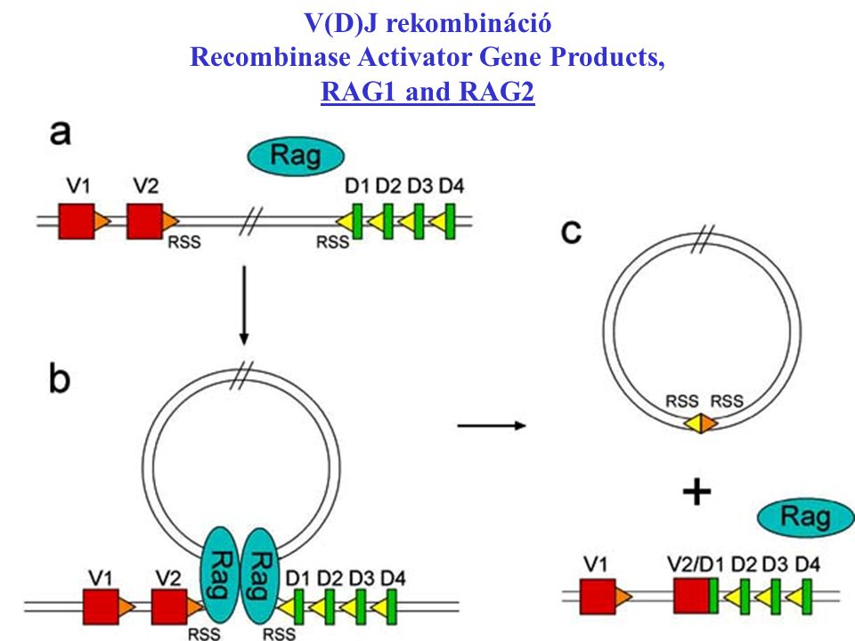 Recombinase Activator Gene Products,