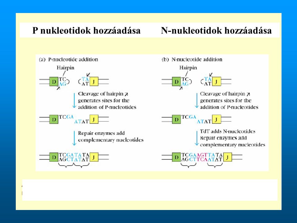 P nukleotidok hozzáadása N-nukleotidok hozzáadása