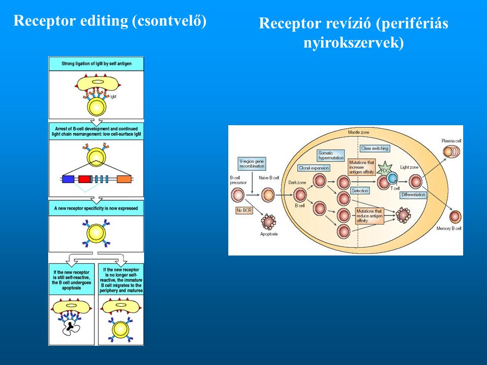 Receptor editing (csontvelő)