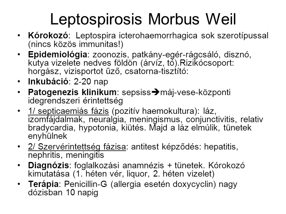 Leptospirosis Morbus Weil