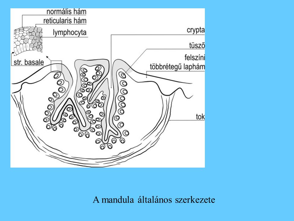 A mandula általános szerkezete