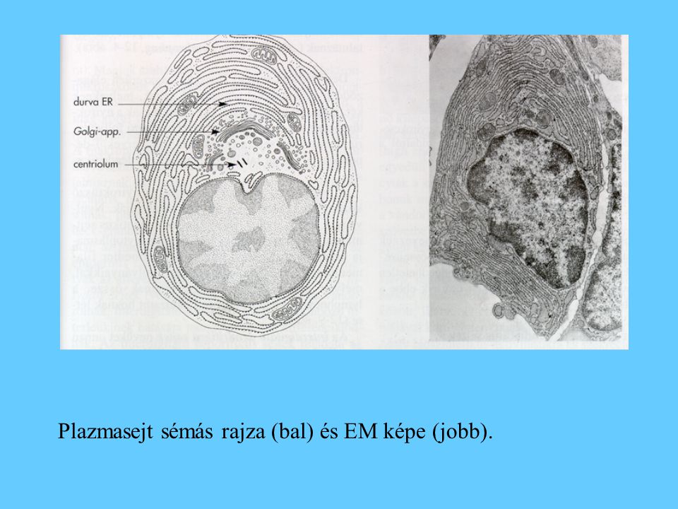 Plazmasejt sémás rajza (bal) és EM képe (jobb).