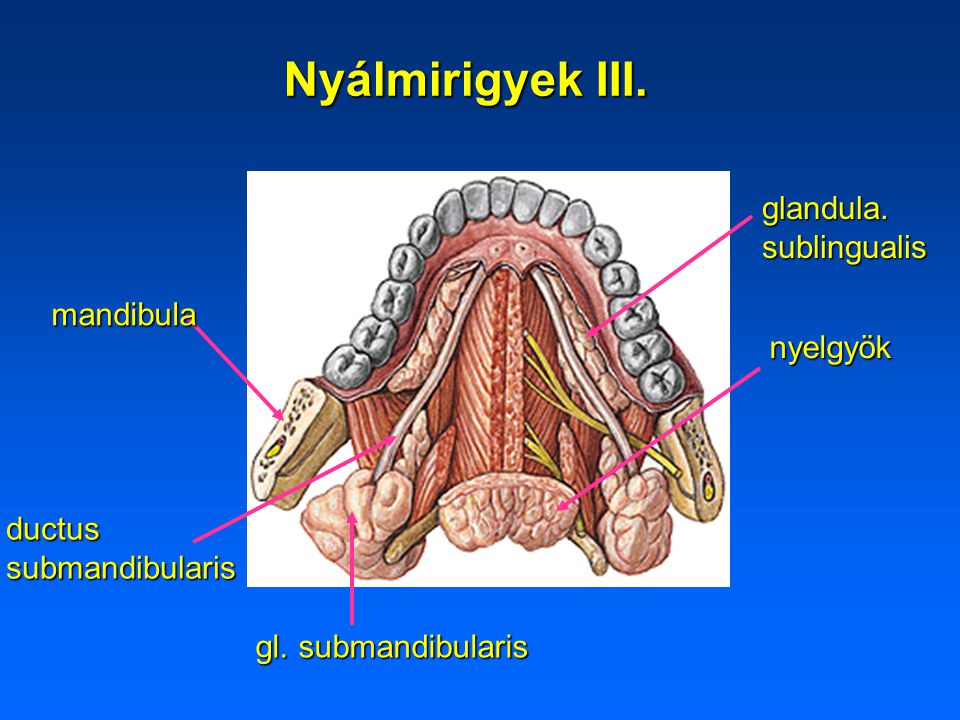 Nyálmirigyek III. glandula. sublingualis mandibula nyelgyök ductus