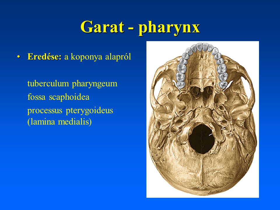 Garat - pharynx Eredése: a koponya alapról tuberculum pharyngeum