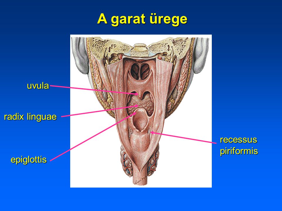 A garat ürege uvula radix linguae recessus piriformis epiglottis