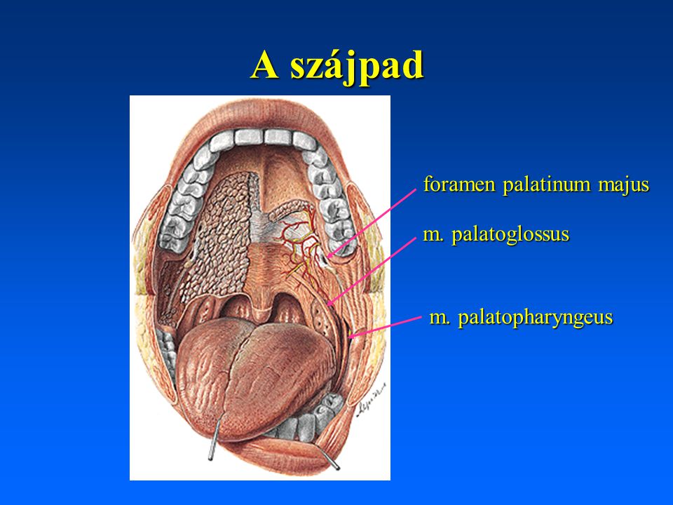 A szájpad foramen palatinum majus m. palatoglossus m. palatopharyngeus
