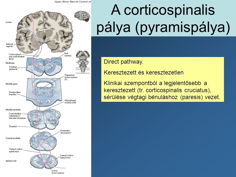 A corticospinalis pálya (pyramispálya)