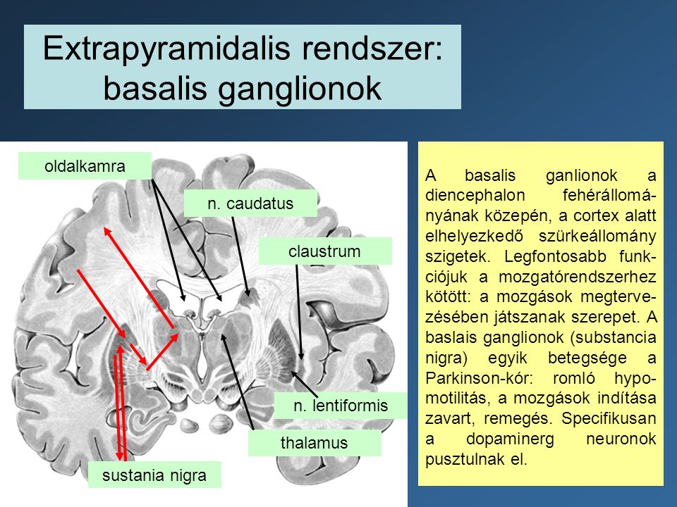 Extrapyramidalis rendszer: basalis ganglionok