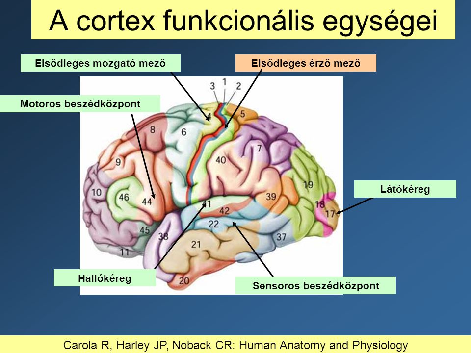 A cortex funkcionális egységei