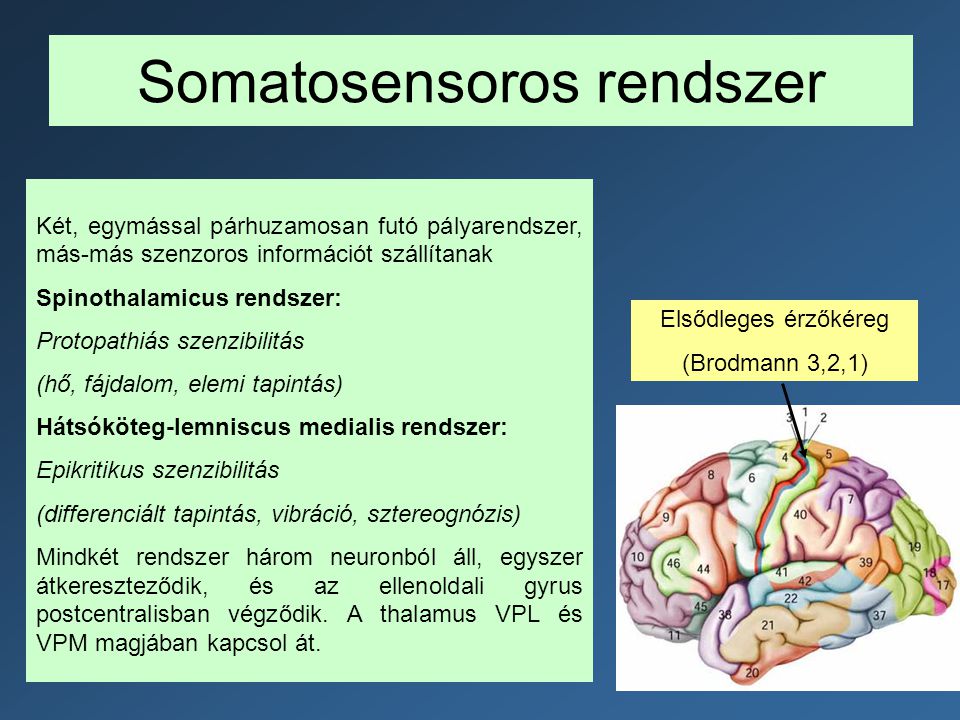 Somatosensoros rendszer