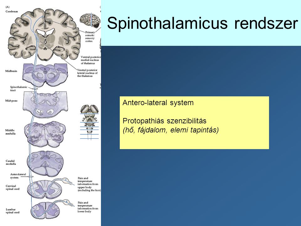 Spinothalamicus rendszer