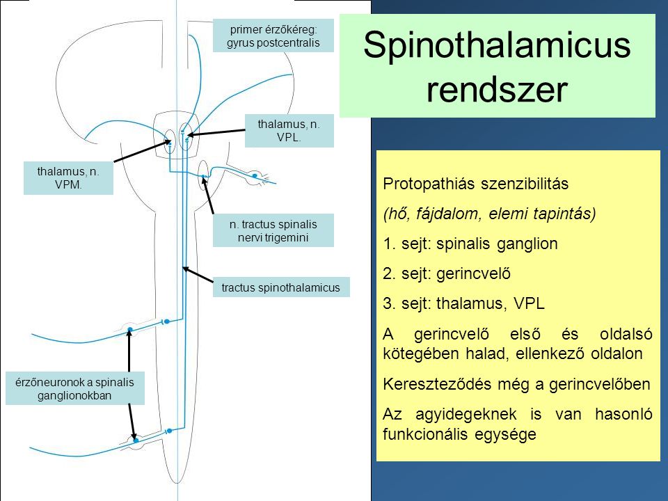 Spinothalamicus rendszer