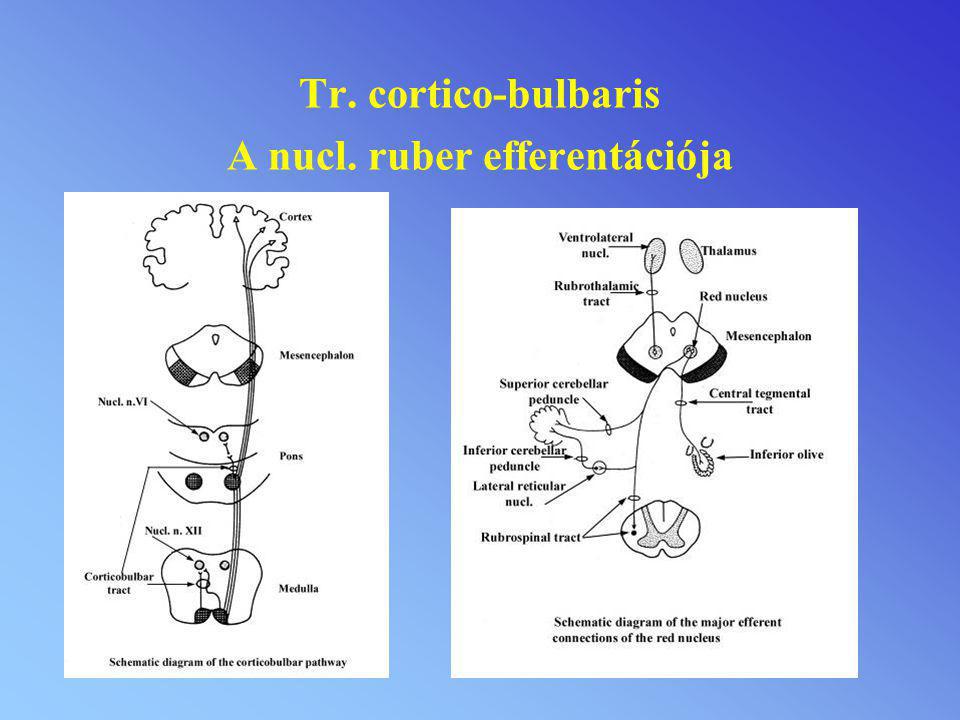 Tr. cortico-bulbaris A nucl. ruber efferentációja
