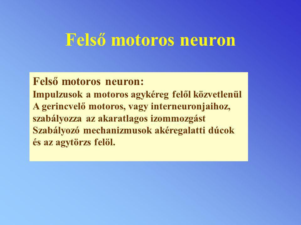 Felső motoros neuron Felső motoros neuron: