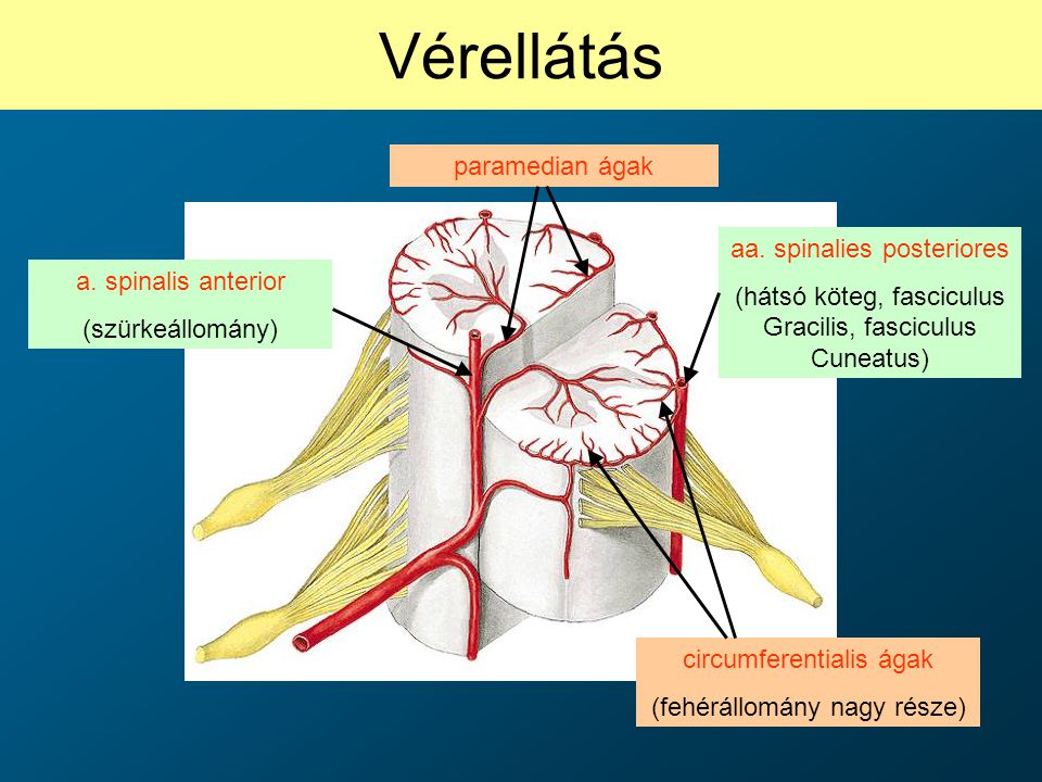 Vérellátás paramedian ágak aa. spinalies posteriores