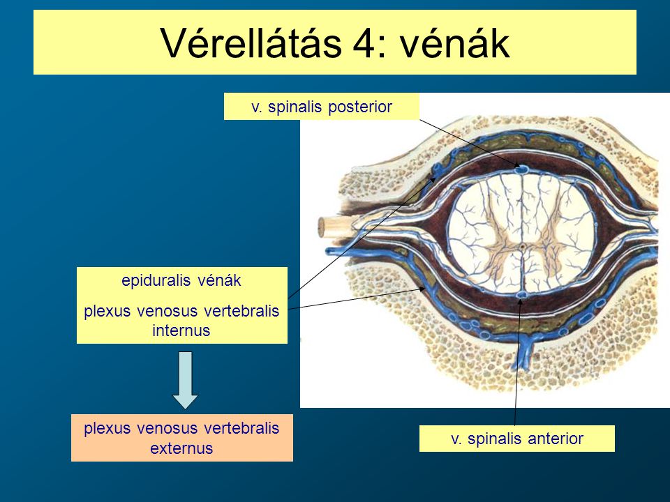 Vérellátás 4: vénák v. spinalis posterior epiduralis vénák