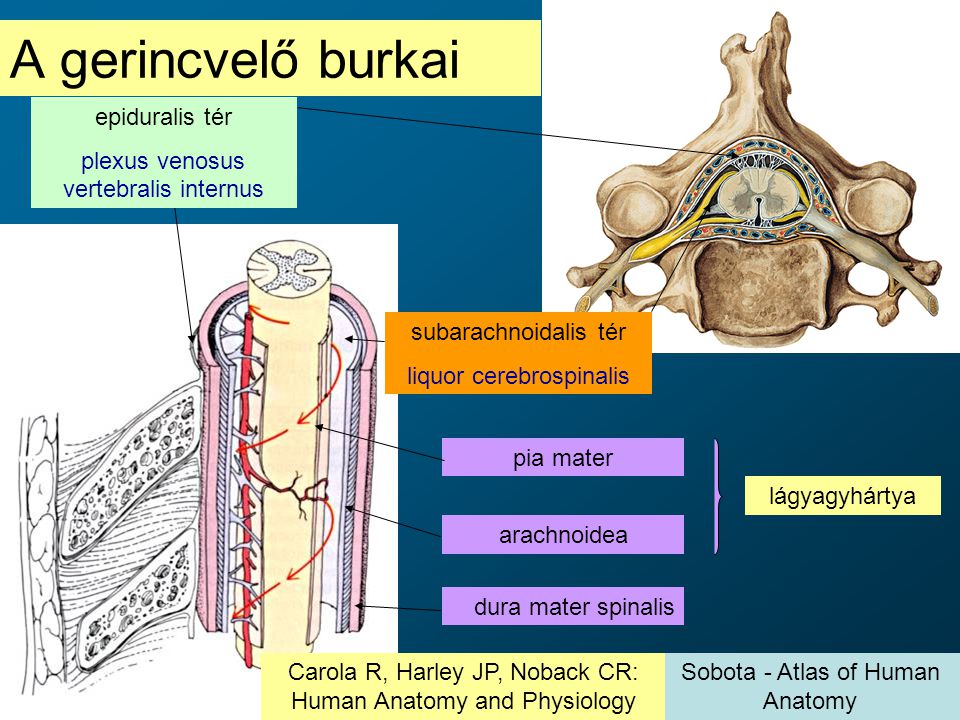 A gerincvelő burkai epiduralis tér plexus venosus vertebralis internus