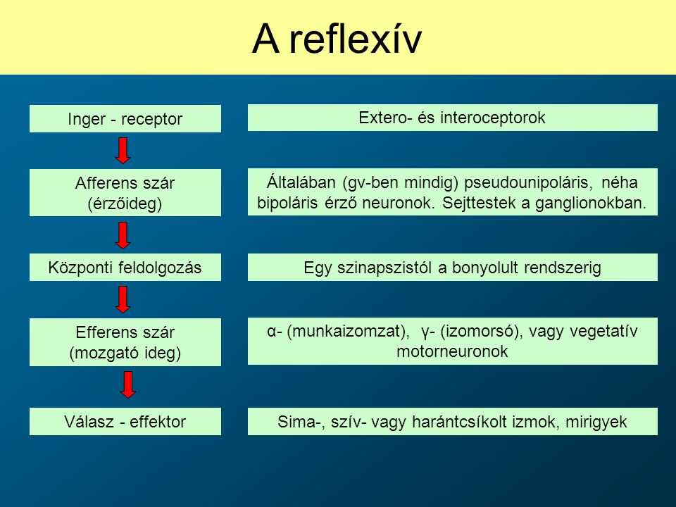 A reflexív Inger - receptor Extero- és interoceptorok