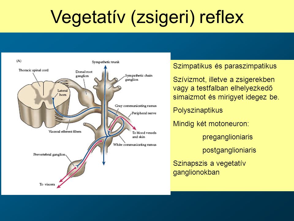 Vegetatív (zsigeri) reflex