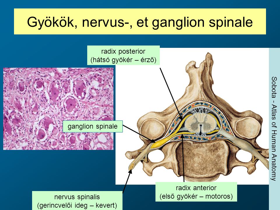 Gyökök, nervus-, et ganglion spinale
