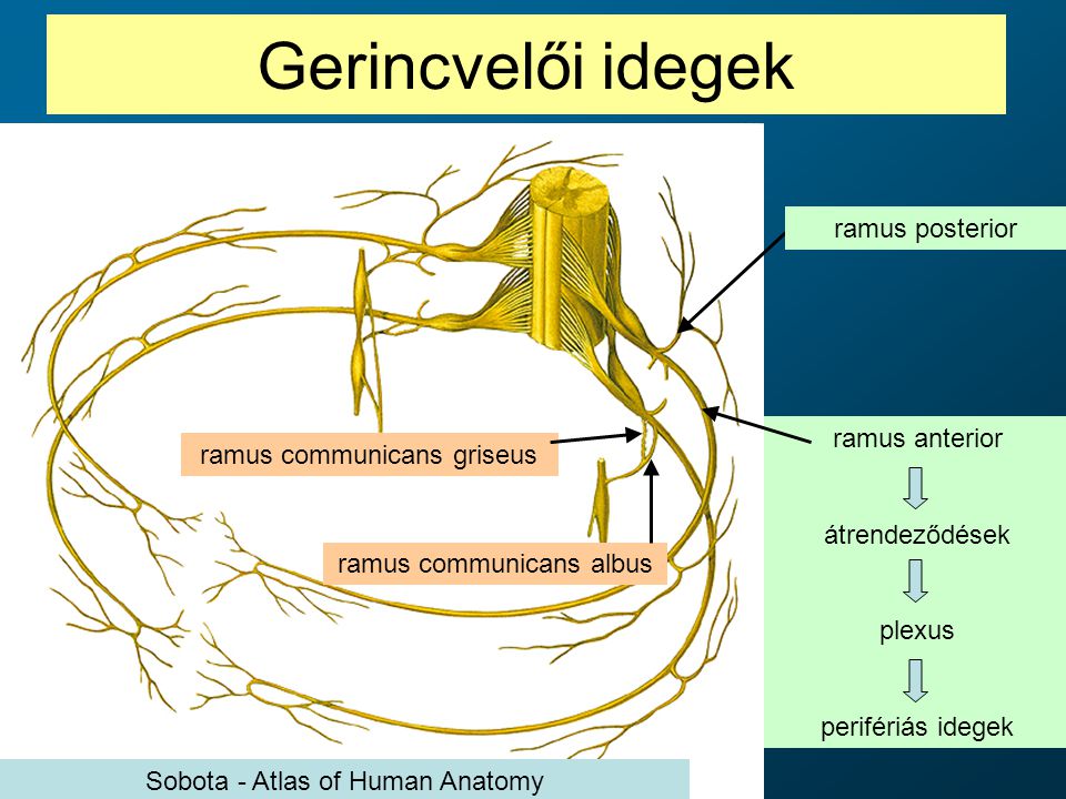 Gerincvelői idegek ramus posterior ramus anterior
