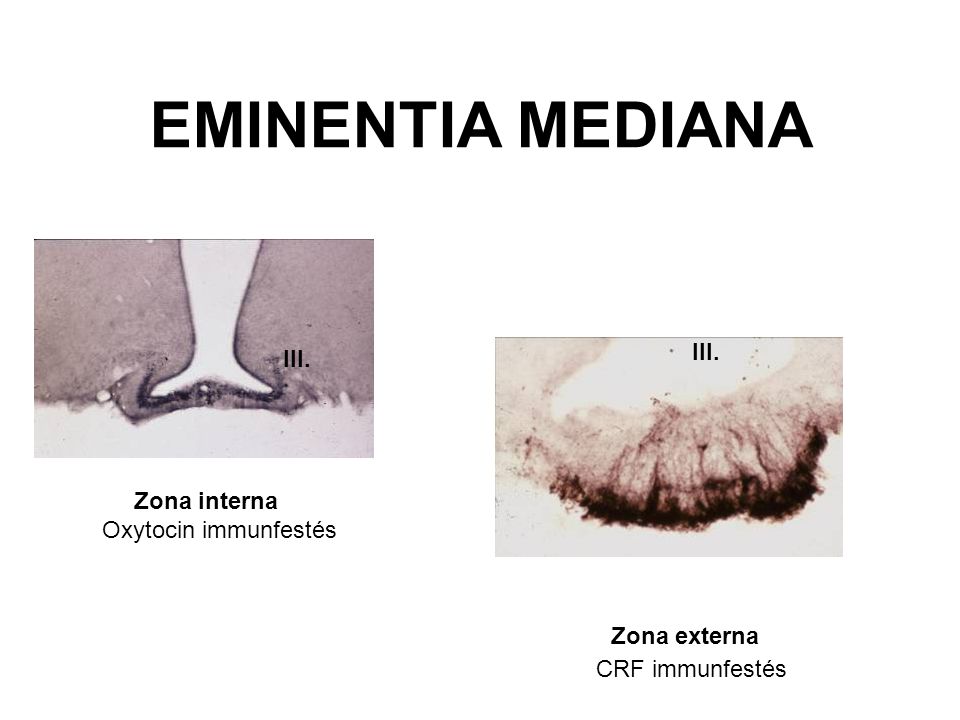 EMINENTIA MEDIANA III. III. Zona interna Oxytocin immunfestés
