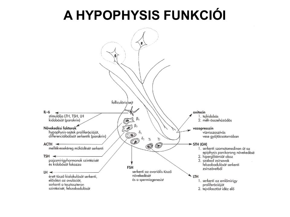 A HYPOPHYSIS FUNKCIÓI