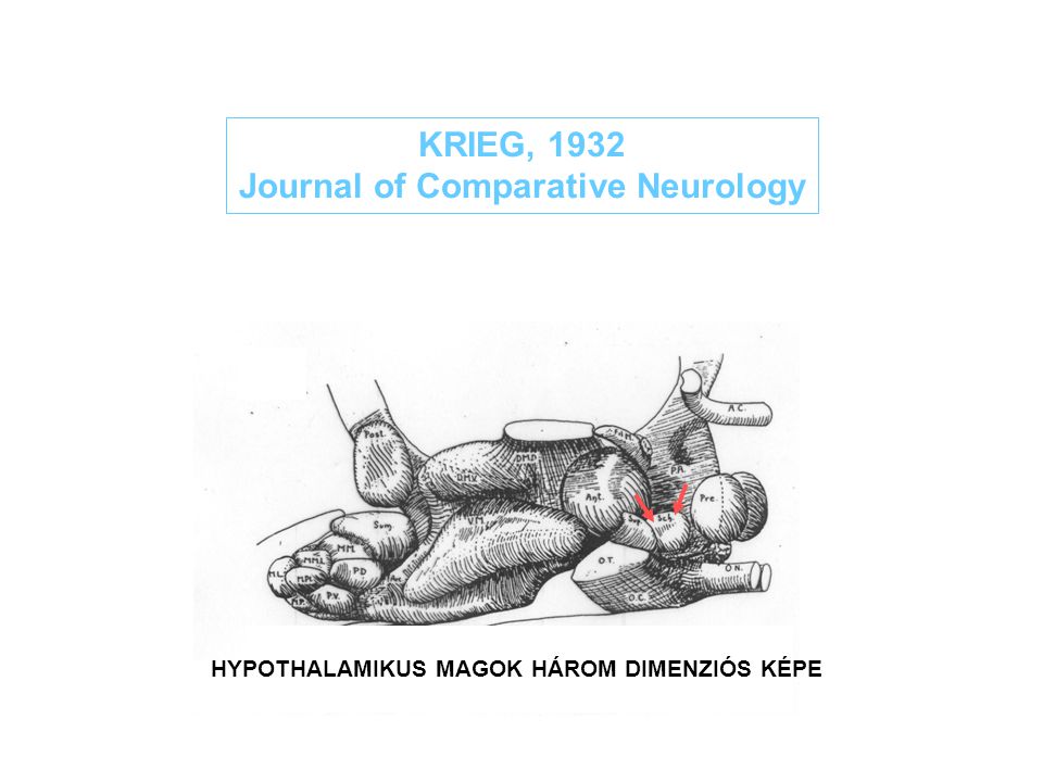 Journal of Comparative Neurology