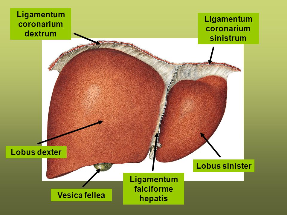 Ligamentum coronarium dextrum Ligamentum coronarium sinistrum