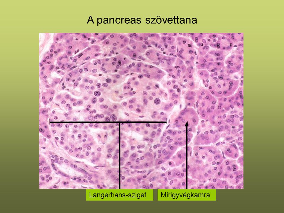 A pancreas szövettana Langerhans-sziget Mirigyvégkamra