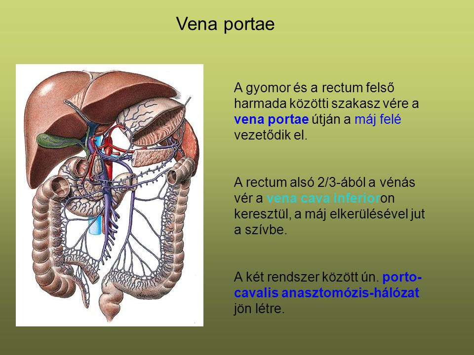 Vena portae A gyomor és a rectum felső harmada közötti szakasz vére a vena portae útján a máj felé vezetődik el.