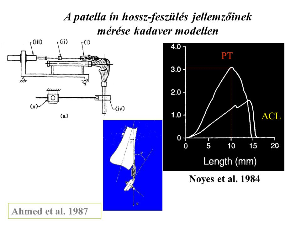 A patella ín hossz-feszülés jellemzőinek mérése kadaver modellen